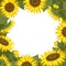 Vector background with sunflowers. Sunflowers frame.