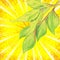 Vector backgroundl with sunrays and leaves