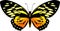 Vector Balck and orange butterfly Papilio zagreus