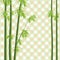 Vector bamboo tree