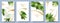 Vector banners set of alocasia tropic leaf