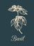 Vector basil branch illustration on dark background.Hand drawn sketch of flavoring plant isolated.Botanical illustration