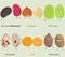 Vector of Bean, Nut, Seed - Red bean, Black bean, Hazelnut, Stink bean, Chia Seed, Lentil, Hemp seed