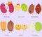 Vector of Bean, Nut, Seed - Red bean, Lotus seed, Cocoa bean, Pecan, Millet, Lima bean.