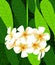 Vector of beautiful flower in asia, white leelawadee flower