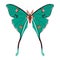 vector beautiful luna moth cartoon illustration isolated