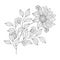 Vector Beautiful Monochrome Contour Flower