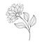 Vector Beautiful Monochrome Contour Flower