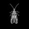 Vector beetle. Beautifully ornated insect.