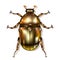 Vector Beetle design vector illustration