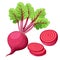 Vector beets isolated on background. Red beetroot whole, cut, sliced. Set of fresh beets in different forms. flat icon design. Web
