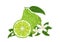 Vector bergamot citrus. Illustration of tropical fruit, slice, flowers and green leaves
