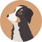 Vector Bernese Mountain dog avatar. Cute cartoon pet. Domestic animal