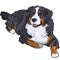 Vector Bernese Mountain Dog breed