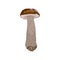 Vector Birch Boletus Mushroom with Stem and Cap