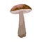 Vector Birch Boletus Mushroom with Stem and Cap