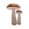 Vector Birch Boletus Mushrooms with Stem and Cap