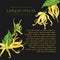 Vector  black background with ylang ylang flowers on the corners. Wild yellow tropical flowers with text