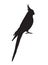 Vector black corella cockatiel parrot silhouette
