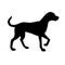Vector black Dalmatian dog silhouette standing