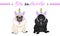 Vector black and fawn pug puppy dogs sitting down, wearing pink bonnet with unicorn horn with rainbow colors