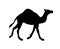 Vector black flat dromedary camel silhouette