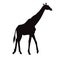 Vector black flat silhouette of standing giraffe