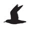 Vector black flying sea gull silhouette