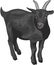 Vector black goat