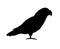 Vector black gray African parrot silhouette