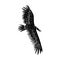 Vector black hand drawn sketch flying vulture