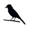 Vector black Male Cardinal bird vector icon.