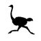 Vector black running ostrich silhouette