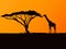 Vector black silhouette of a giraffe and acacia