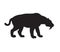 Vector black silhouette of saber-toothed tiger