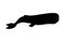 Vector black sperm whale cachalot silhouette