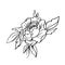 Vector black white contour simple sketch of peony flower.