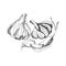 Vector black-and-white graphic drawing of garlic