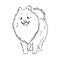 Vector black and white illustration of dog breed Pomeranian isolated on white background spitz vector sketch