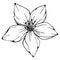 Vector, black and white illustration of spring almond flower.
