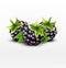 Vector blackberries on white background