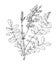 Vector blooming acacia twig with leaves drawn by hand in a sketch style. isolated outline of an acacia tree branch with leaves and