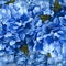 Vector blue realistic hydrangea, lavender