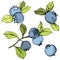 Vector Blueberry green and blue engraved ink art. Berries and green leaves. Isolated blueberry illustration element.