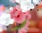 Vector blurred realistic cherry blossom flower background