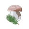 Vector boletus Forest mushroom and spruce twig