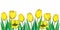 Vector border with outline yellow tulip flowers, bud and ornate green leaves isolated on white background. Horizontal composition.