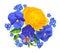 Vector botanical illustration with yellow ranunculus, blue violas and yellow-blue pansies, forget-me-nots
