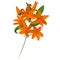 Vector bouquet. Orange lilies. Vector set of flower elements.