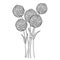 Vector bouquet with outline ball of craspedia or billy buttons or woollyheads dried flower in black isolated on white background.